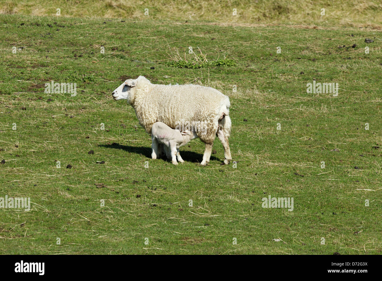 Una oveja oveja alimentando un cordero en un campo en Fairfield Romney Marsh, Kent Foto de stock