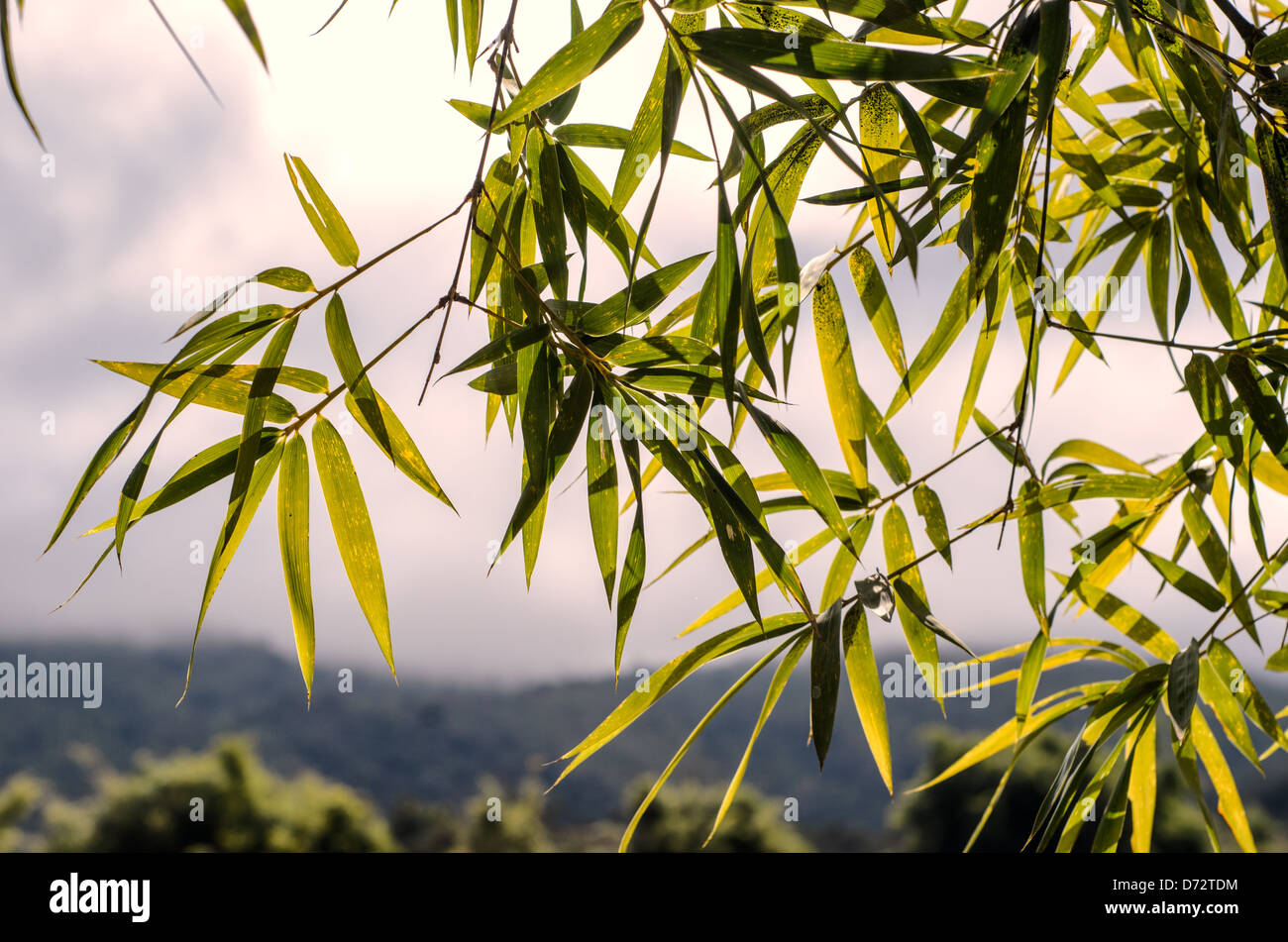 Hojas de bambú en Laos. Foto de stock