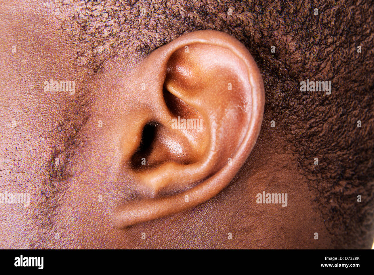 Macho negro cerca del oído Foto de stock