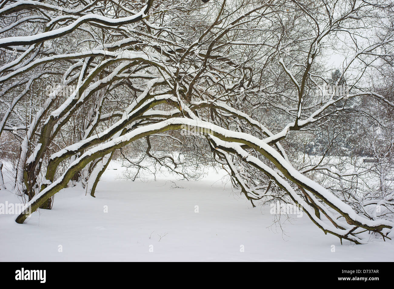 Los arbustos cubiertos de nieve winter wonderland Foto de stock