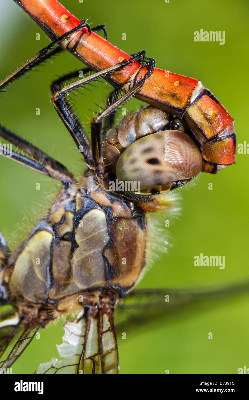 Dragonfly, acoplamiento Foto de stock