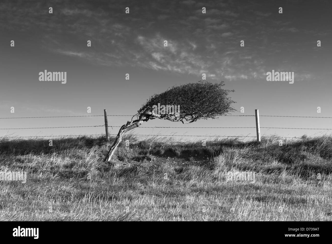 Árbol de viento en Durdle Door, Dorset Foto de stock