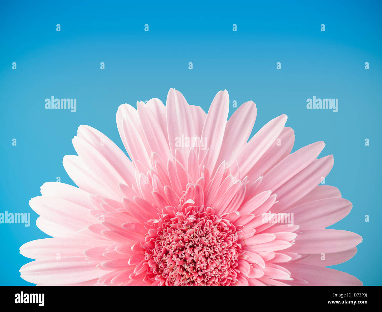 Blue gerbera daisy pink background fotografías e imágenes de alta  resolución - Alamy