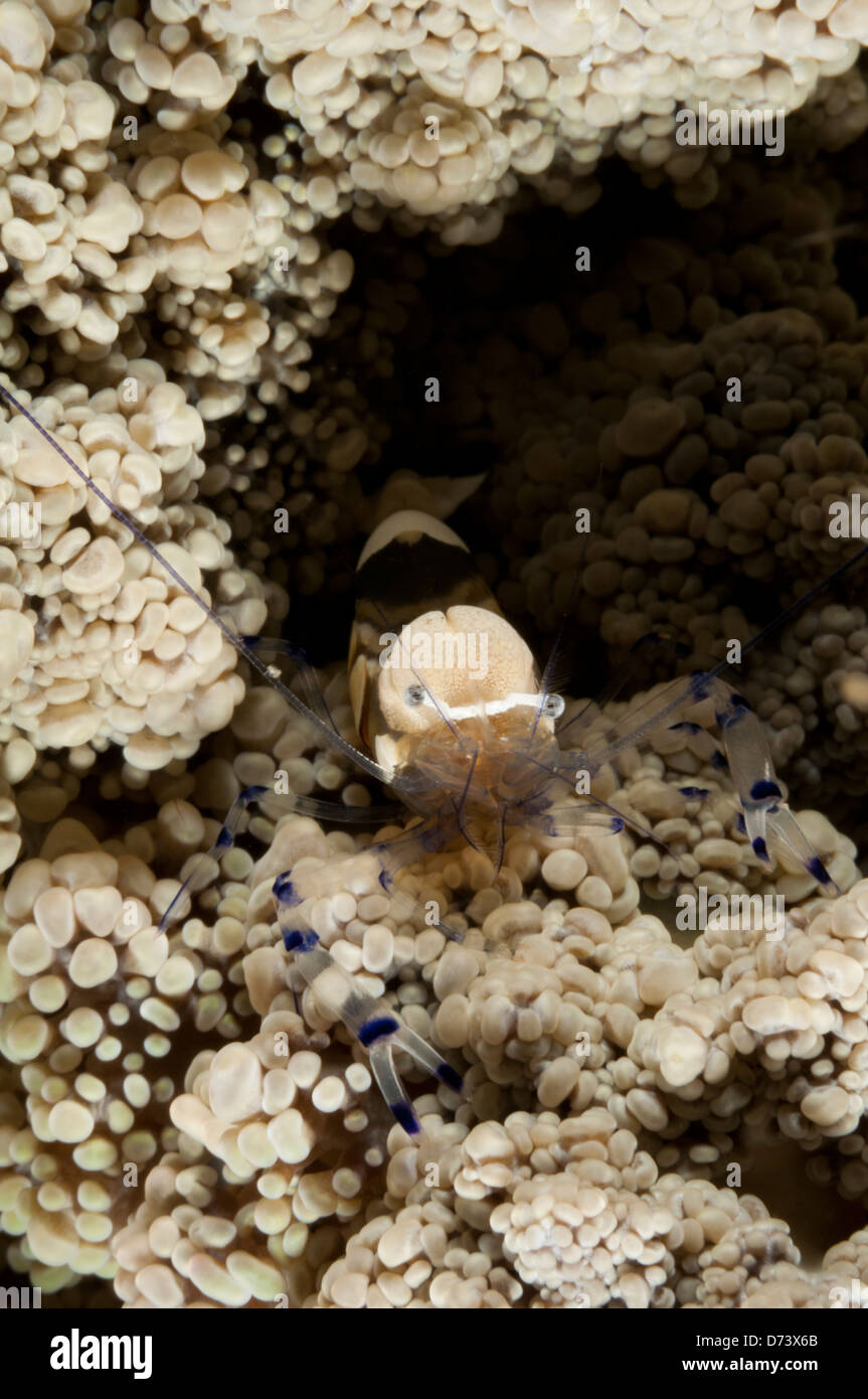 Un camarón de cristal en el arrecife Foto de stock