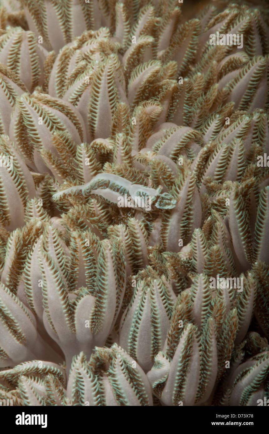 Un pequeño camarón está camuflado por la coral xenia pulsante vive en Foto de stock