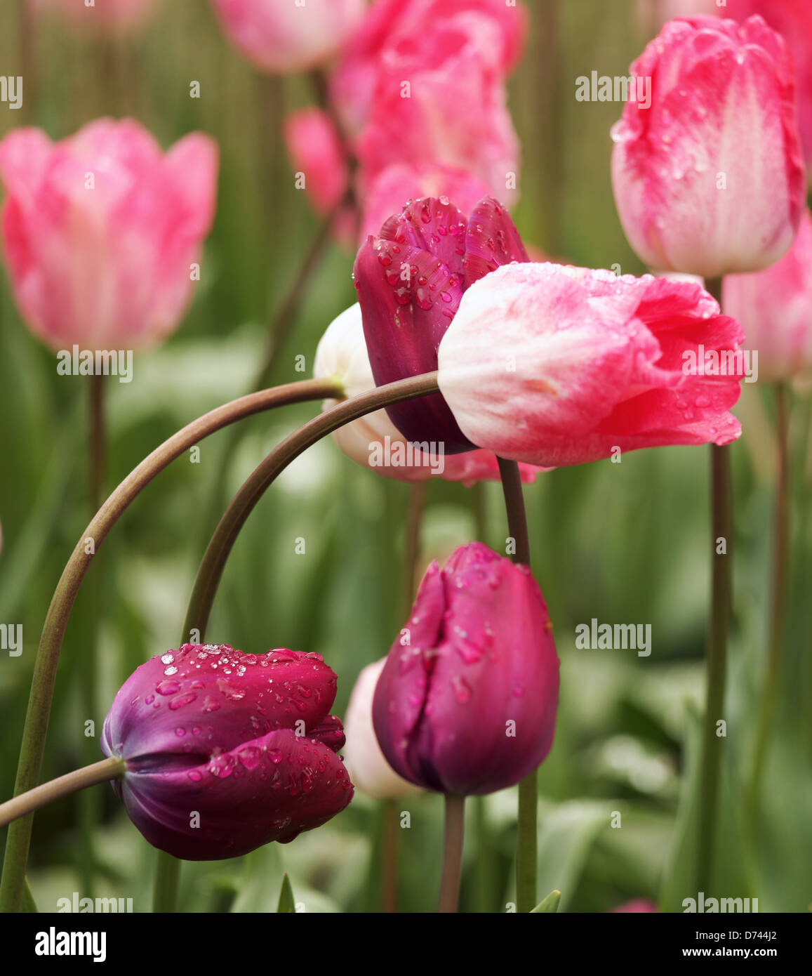 Tulipanes púrpura, Roozengaarde jardines, Mount Vernon, Valle Skagit, Washington, EE.UU. Foto de stock