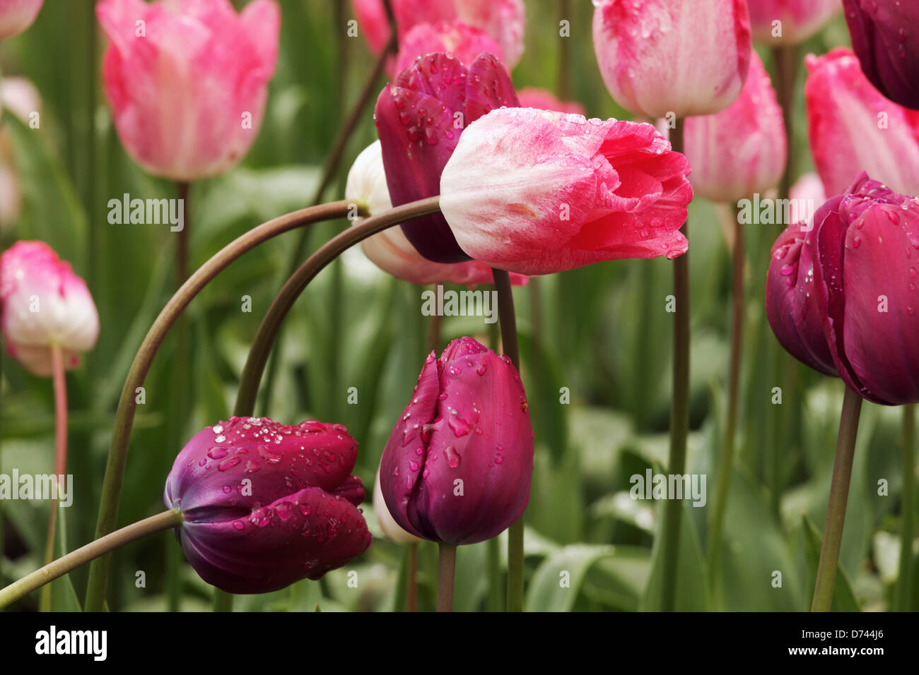 Tulipanes púrpura, Roozengaarde jardines, Mount Vernon, Valle Skagit, Washington, EE.UU. Foto de stock