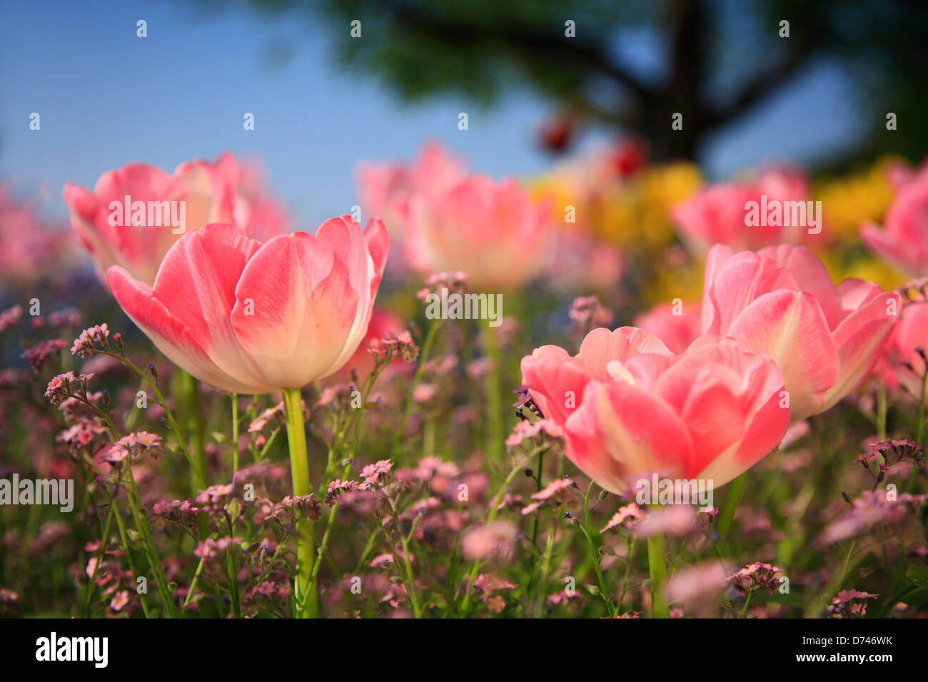 Jardín de tulipanes Foto de stock