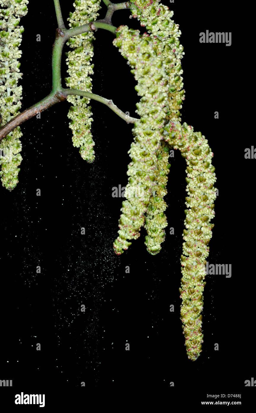 Amentos de aliso liberando polen - Alnus glutinosa Foto de stock