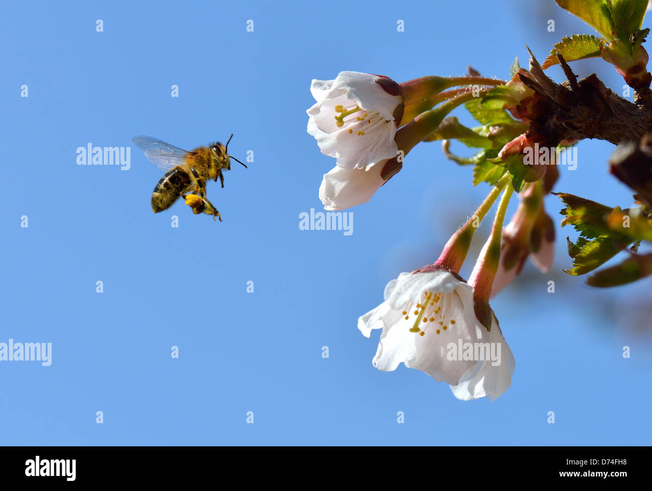 Una abeja en una flor en vuelo Foto de stock