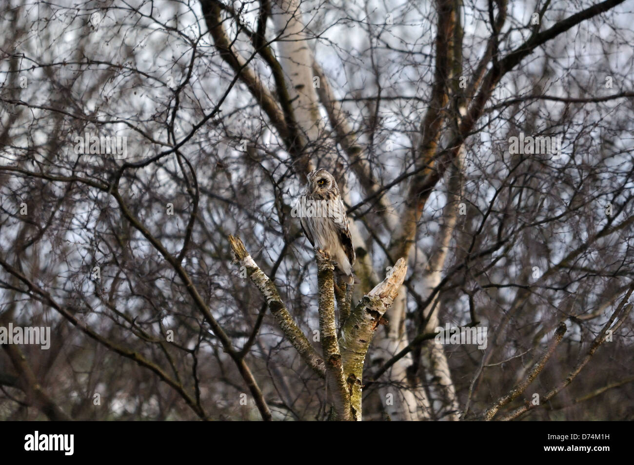 Búho de orejas cortas disfrazado contra un árbol de Abedul Plateado Foto de stock