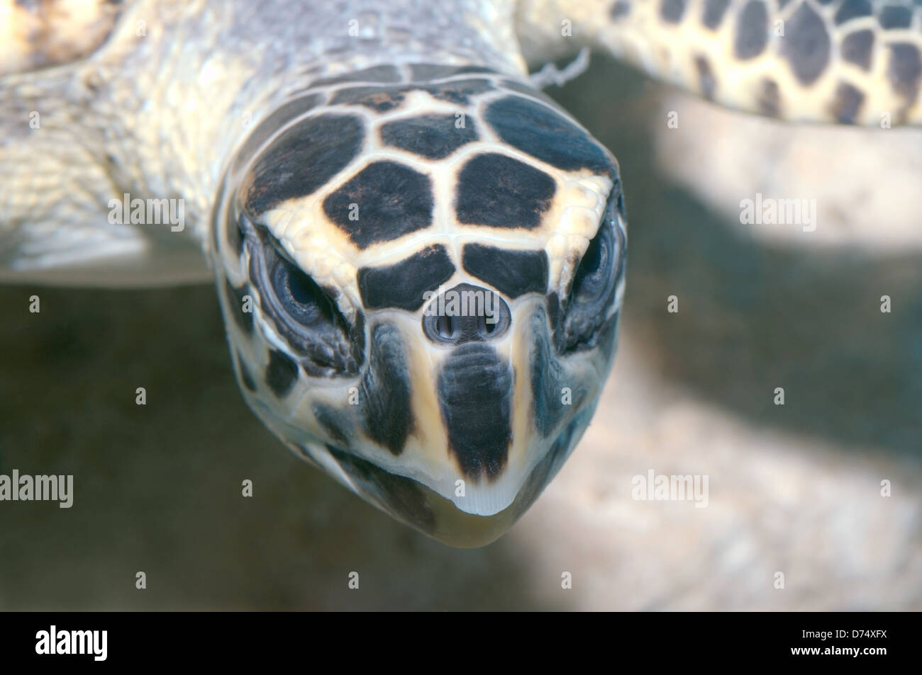 Retrato de tortugas carey (Eretmochelys imbricata), Mar Rojo, Hurghada, Egipto, África Foto de stock