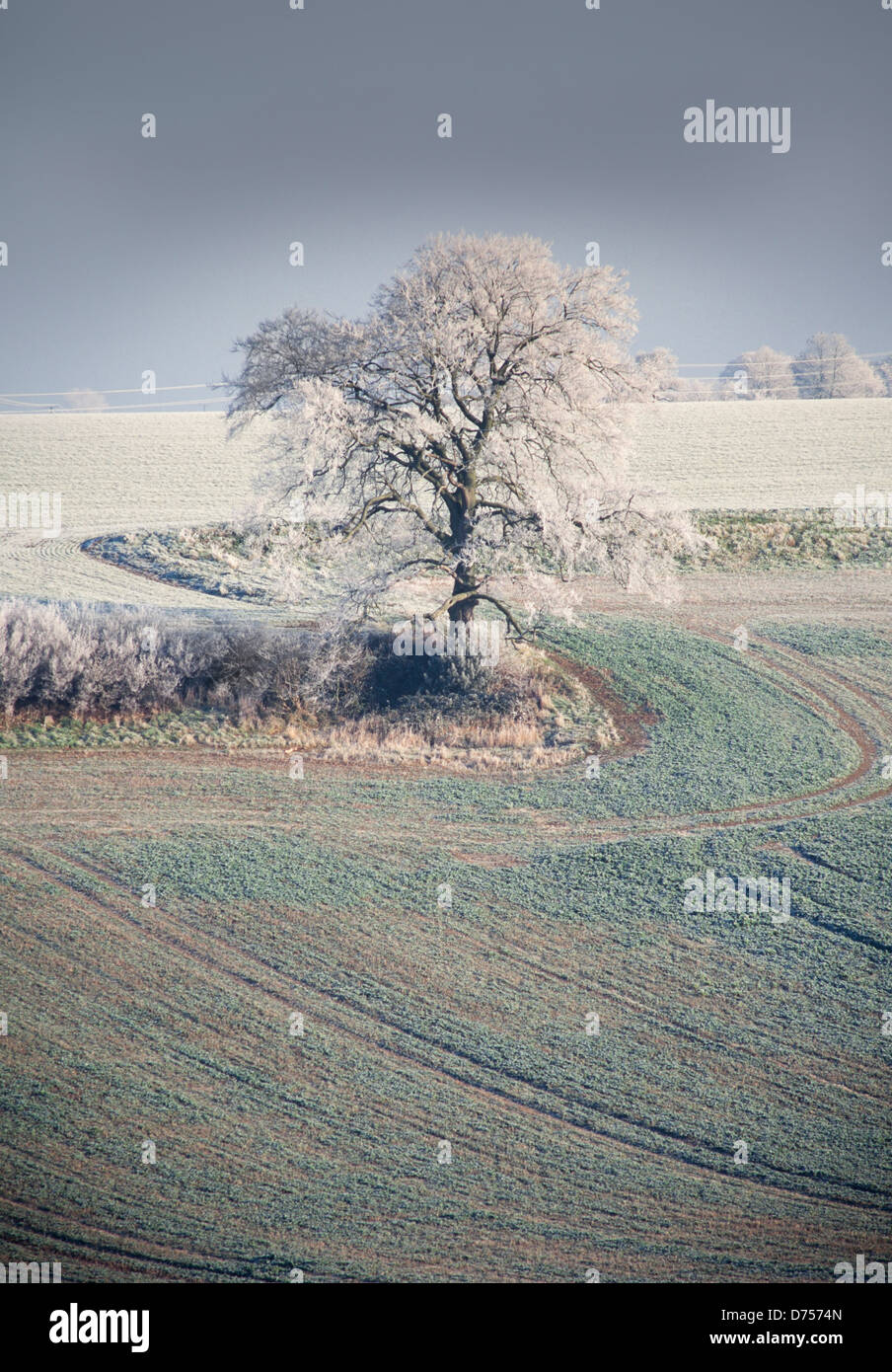 Helada Hoar paisaje, Hertfordshire, REINO UNIDO, escena rural, bajo el sol de invierno Foto de stock