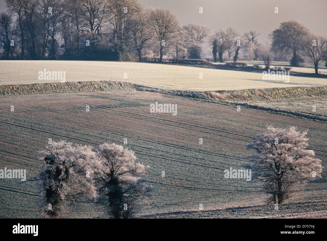 Helada Hoar paisaje, Hertfordshire, REINO UNIDO, escena rural, bajo el sol de invierno Foto de stock