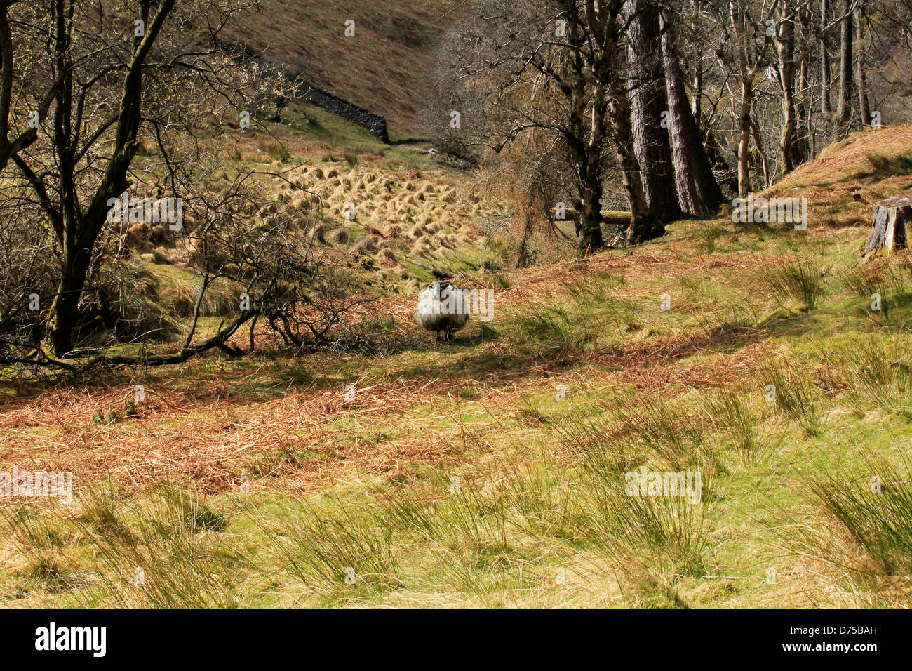 Solo hardy ovejas pastando en una ladera de hierba entre los árboles Foto de stock