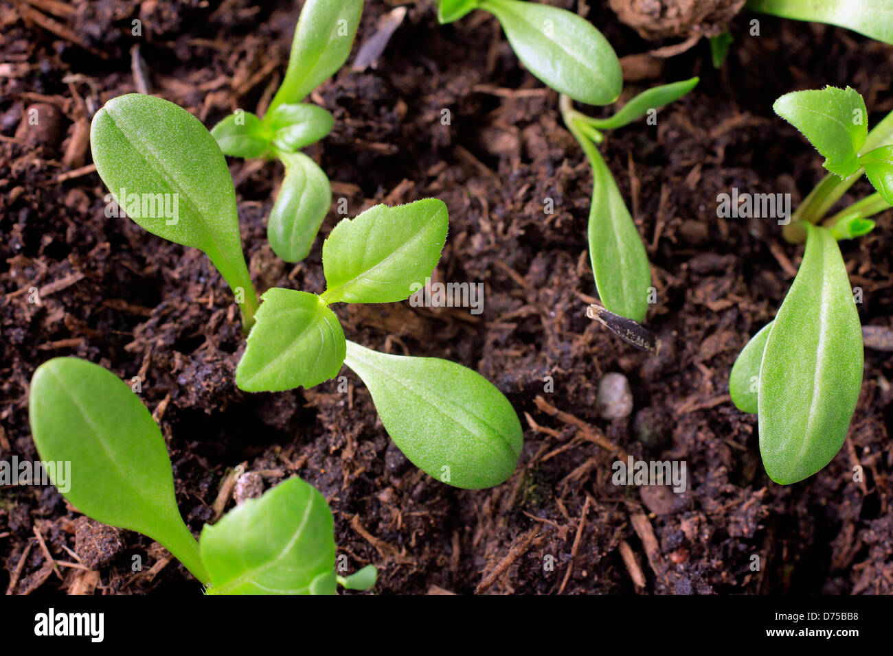 Verde brillante plántulas creciendo en una maceta de compost húmedo Foto de stock