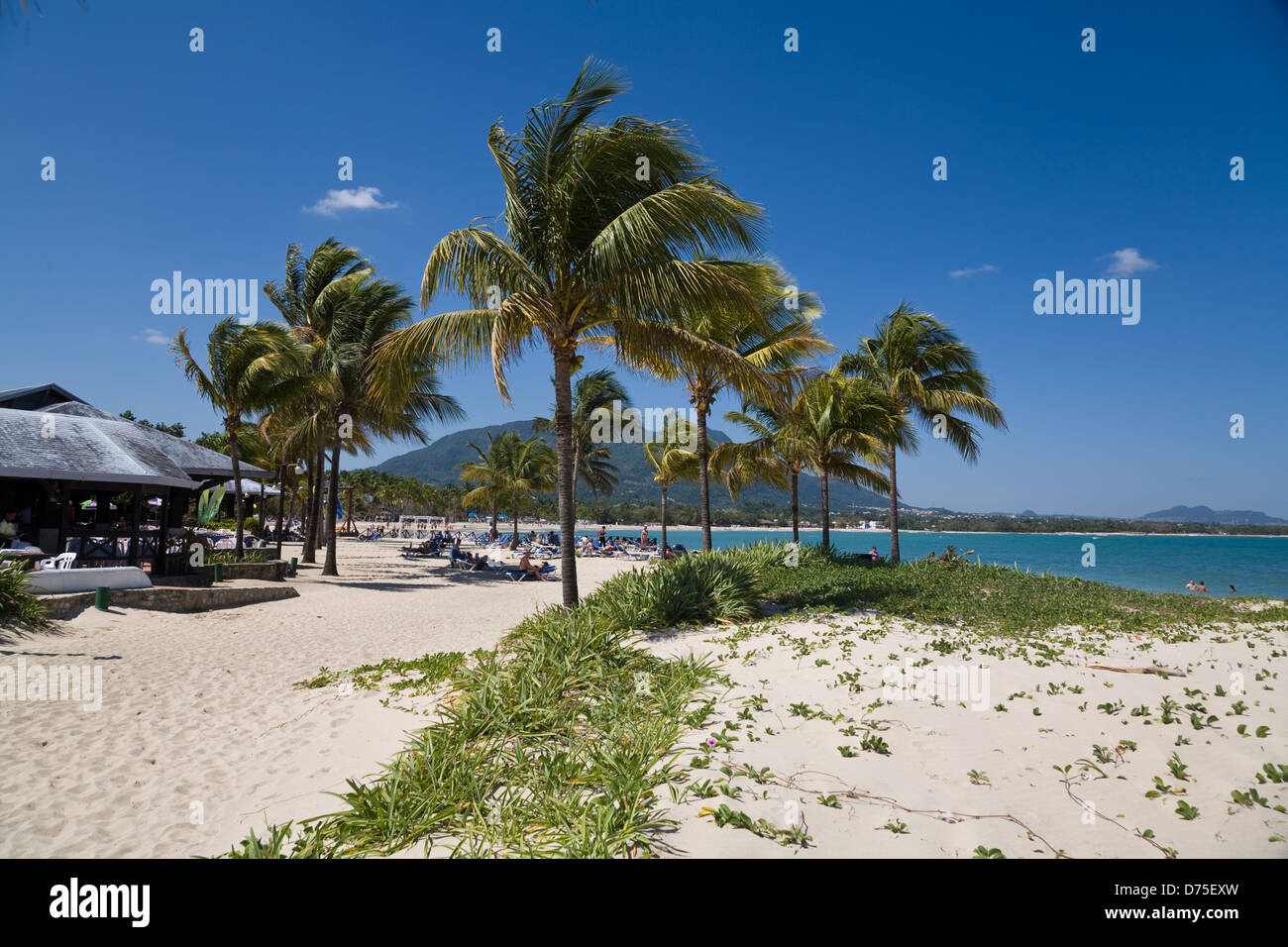 Puerto Plata, República Dominicana, cocoteros en Playa Playa Dorada  Fotografía de stock - Alamy
