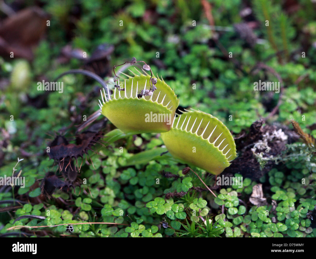 Venus atrapamoscas, Dionaea muscipula, Droseraceae. Carolina del Norte, EE.UU., en América del Norte. Una planta carnívora. Foto de stock