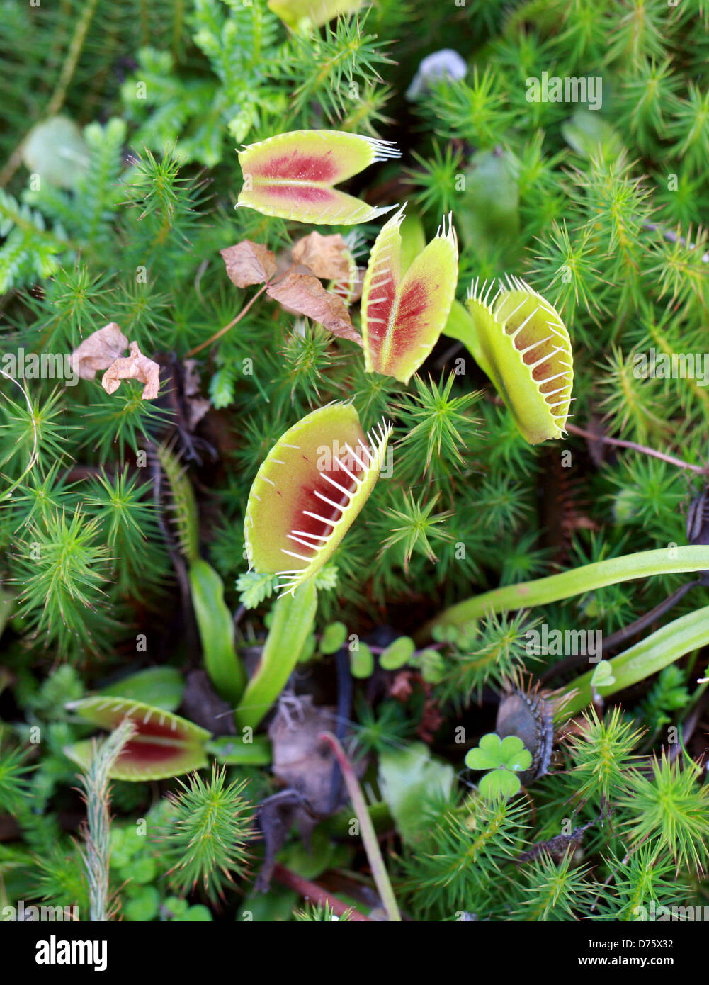 Venus atrapamoscas, Dionaea muscipula, Droseraceae. Carolina del Norte, EE.UU., en América del Norte. Una planta carnívora. Foto de stock