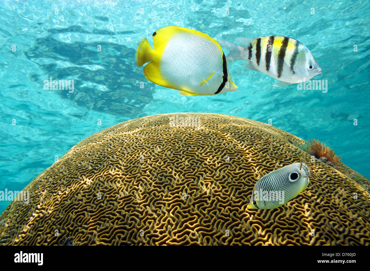 Underwater peces tropicales por encima de coral cerebro con superficie de agua de fondo, mar Caribe Foto de stock