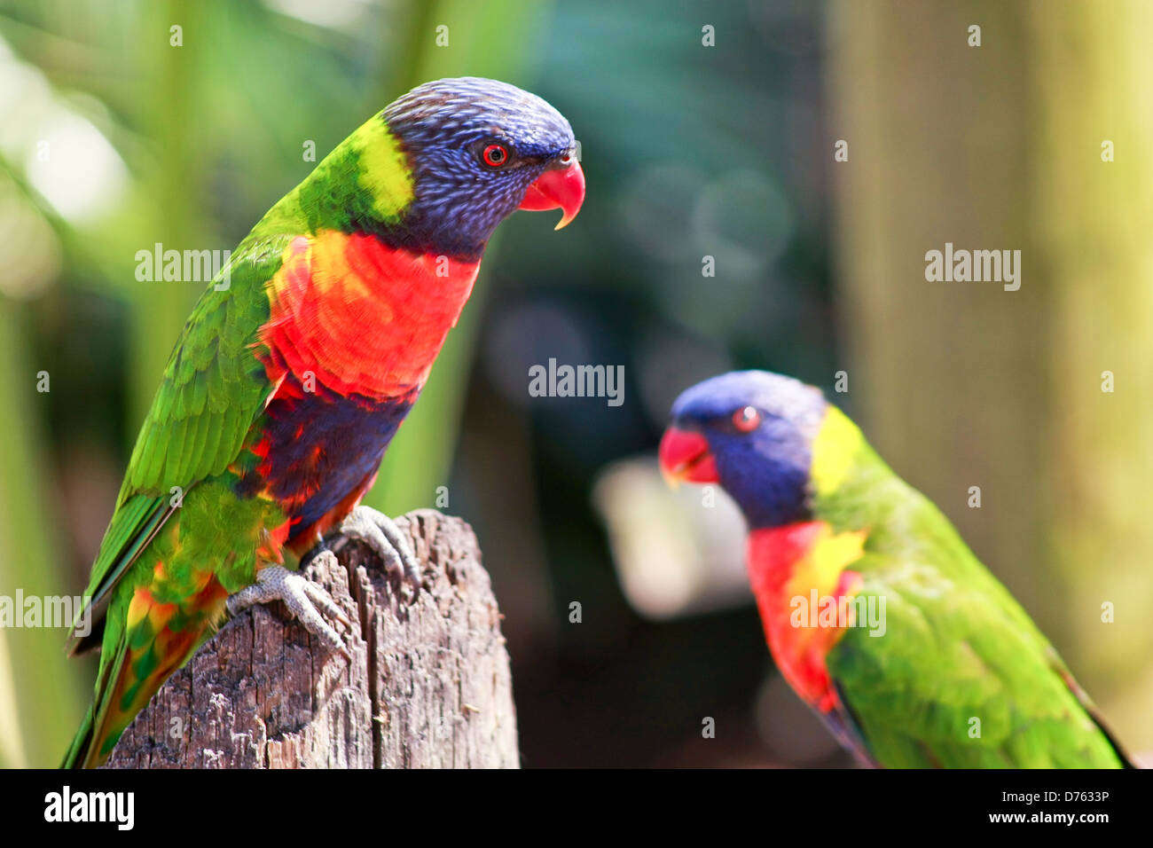 Retrato de un loro en el Zoológico Brevard, Melburne, Florida, EE.UU. Foto de stock