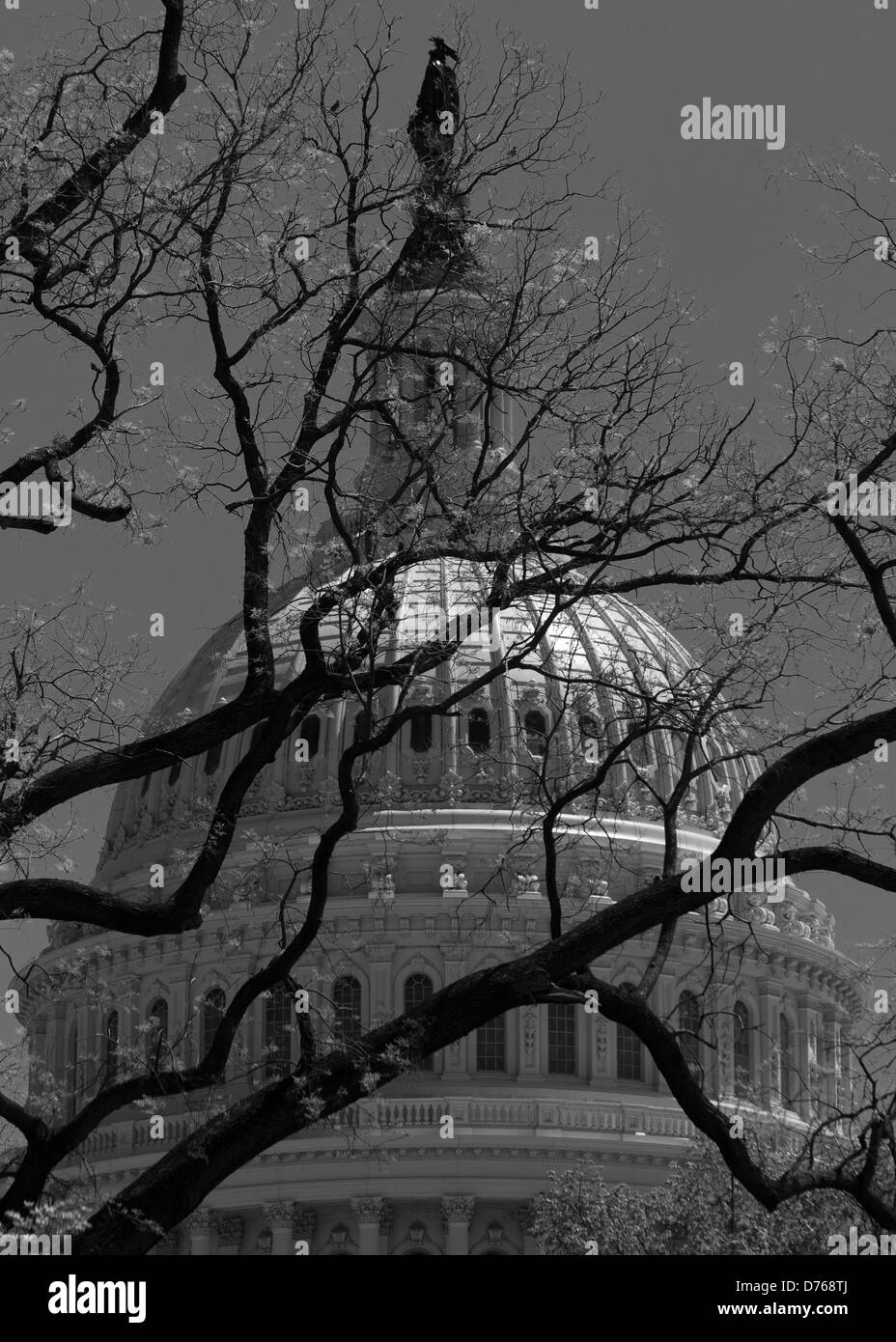 US Capitol dome detrás de árbol muerto - Washington, DC, EE.UU. Foto de stock