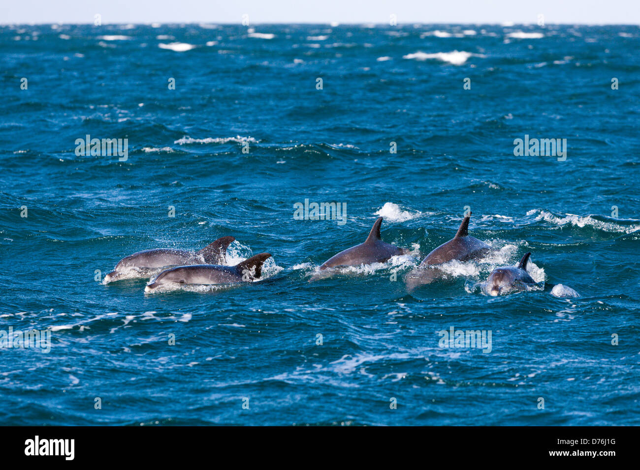 Delfín común, Delphinus capensis, Costa Salvaje, tapa de Oriental, Sudáfrica Foto de stock