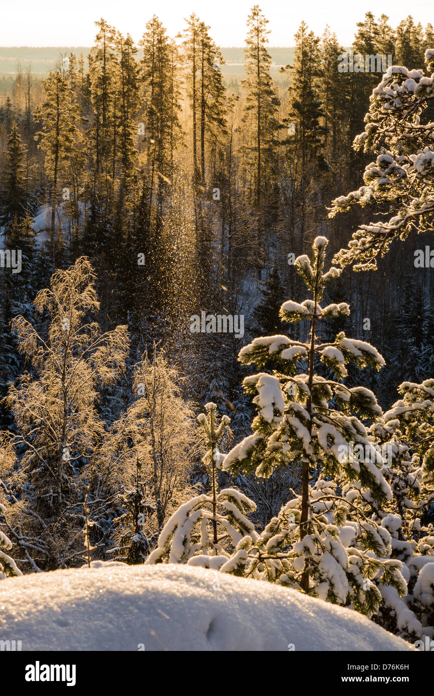 Una escena de invierno cálido con árboles, los copos de nieve y el sol. Foto de stock