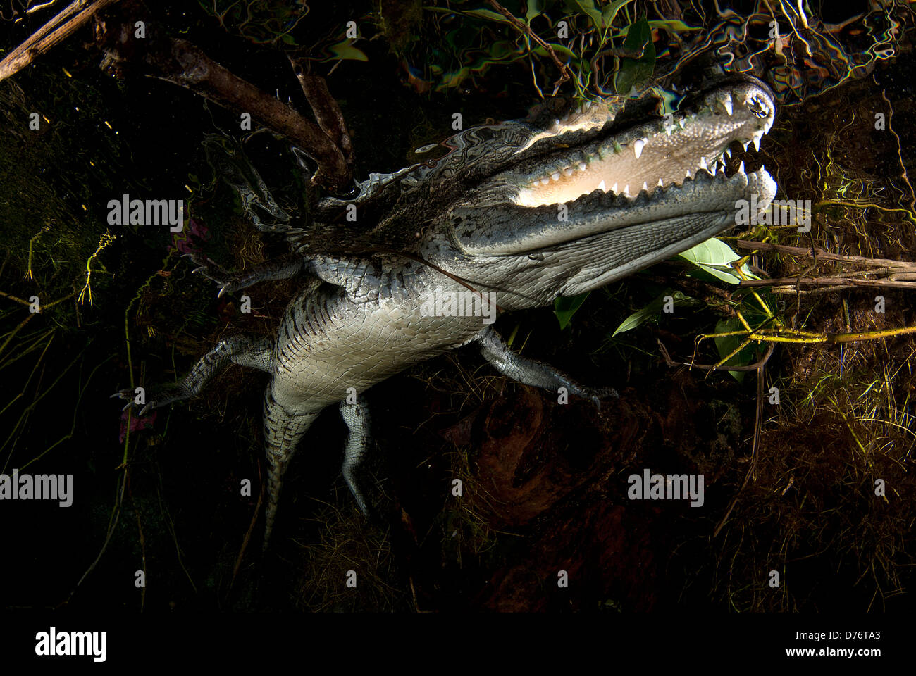 El cocodrilo de pantano Crocodylus moreletii nadando en lavacoches cenote  Tulum, Riviera Maya, Quintana Roo, Península de Yucatán, México Fotografía  de stock - Alamy