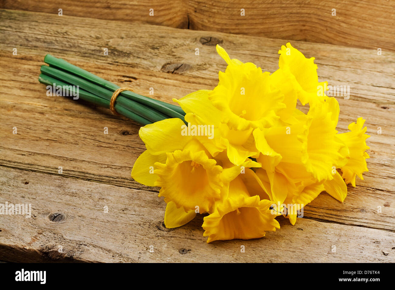 Un montón de narcisos un conocido símbolo de la temporada de primavera, cuyas flores florecen durante la primavera Foto de stock