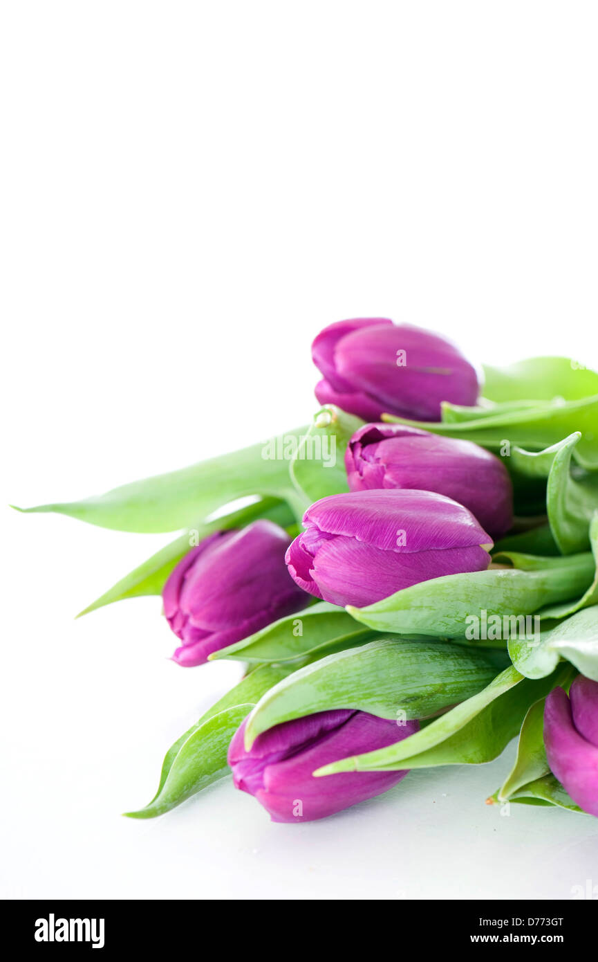 Tulipanes púrpura sobre fondo blanco. Foto de stock