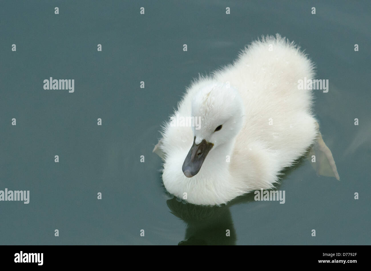 Cisne y pollitos fotografías e imágenes de alta resolución Alamy
