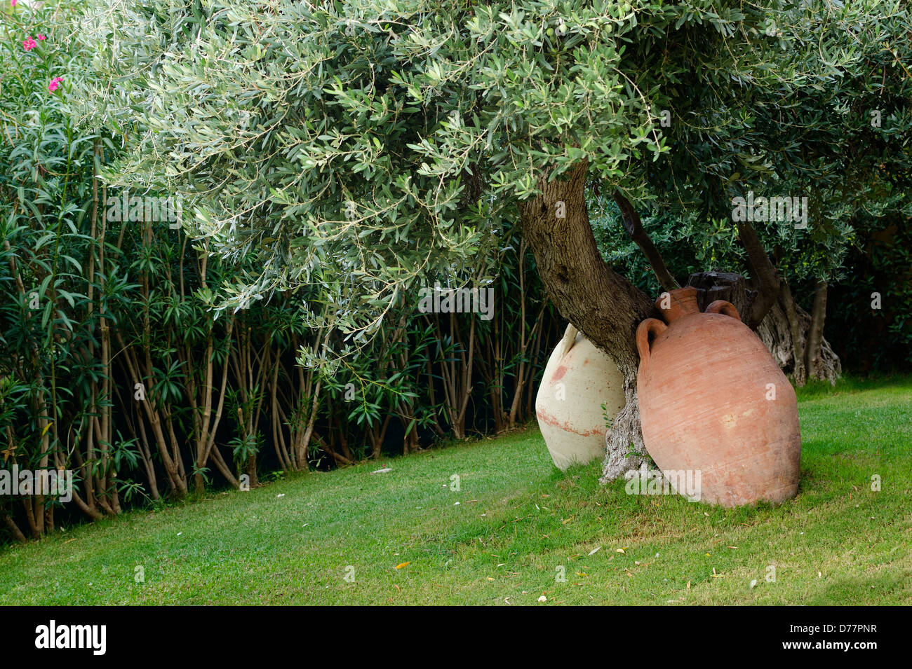 Dos antiguas tinajas junto a un olivo decorar un jardín Fotografía de stock  - Alamy