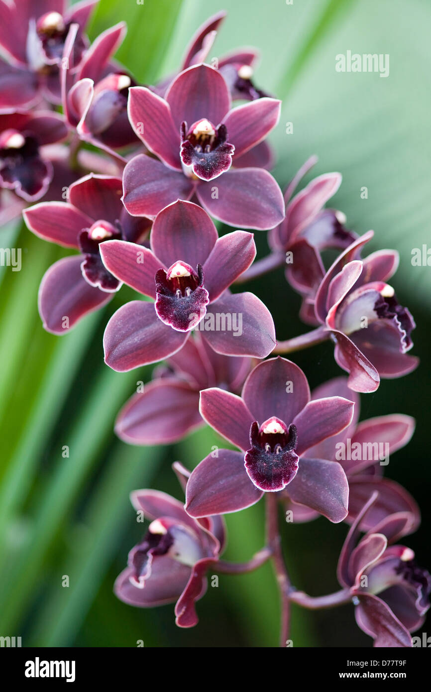 Cymbidium indoor fotografías e imágenes de alta resolución - Alamy