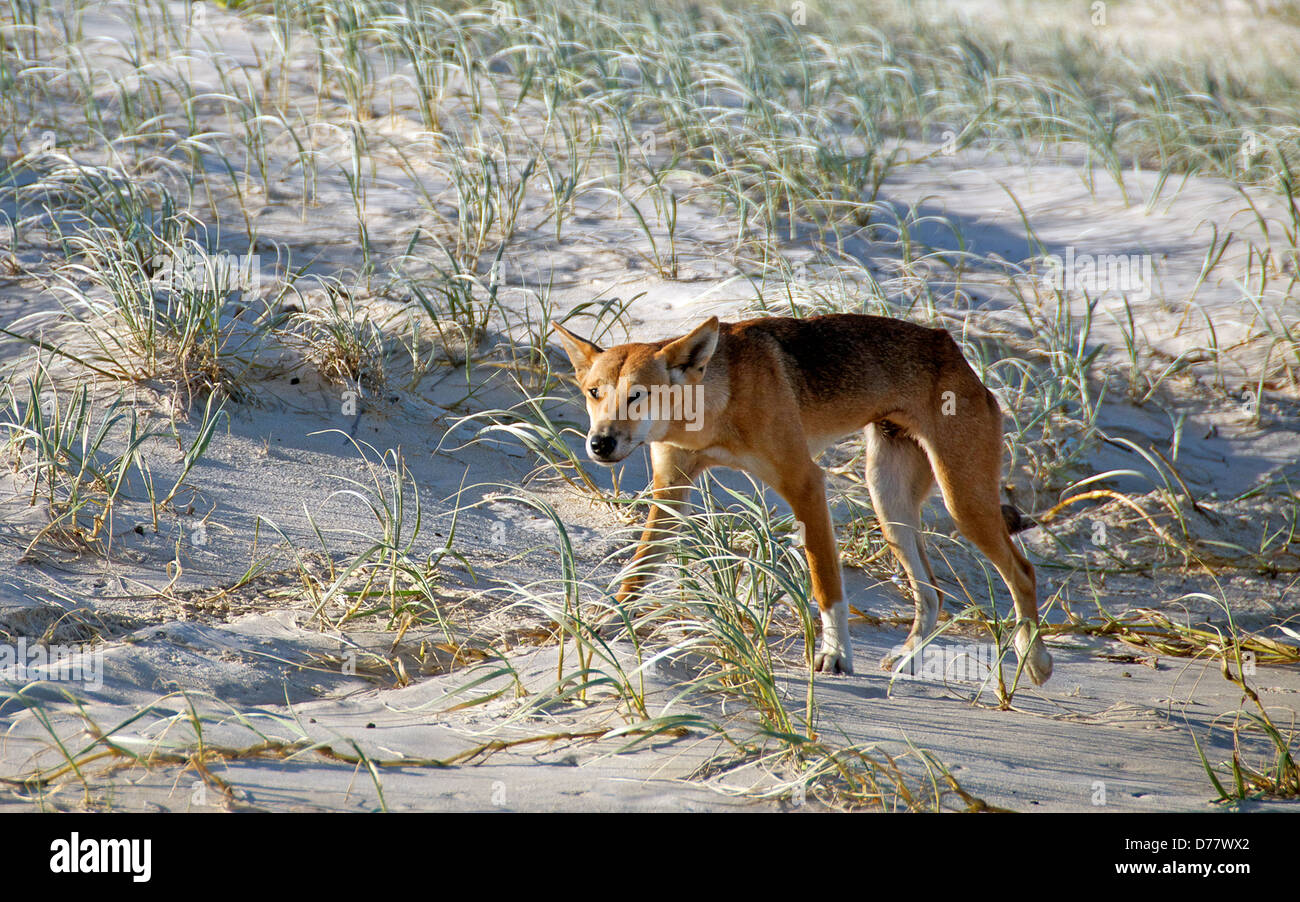 Canis lupus dingo Fraser Island Queensland Australia Foto de stock