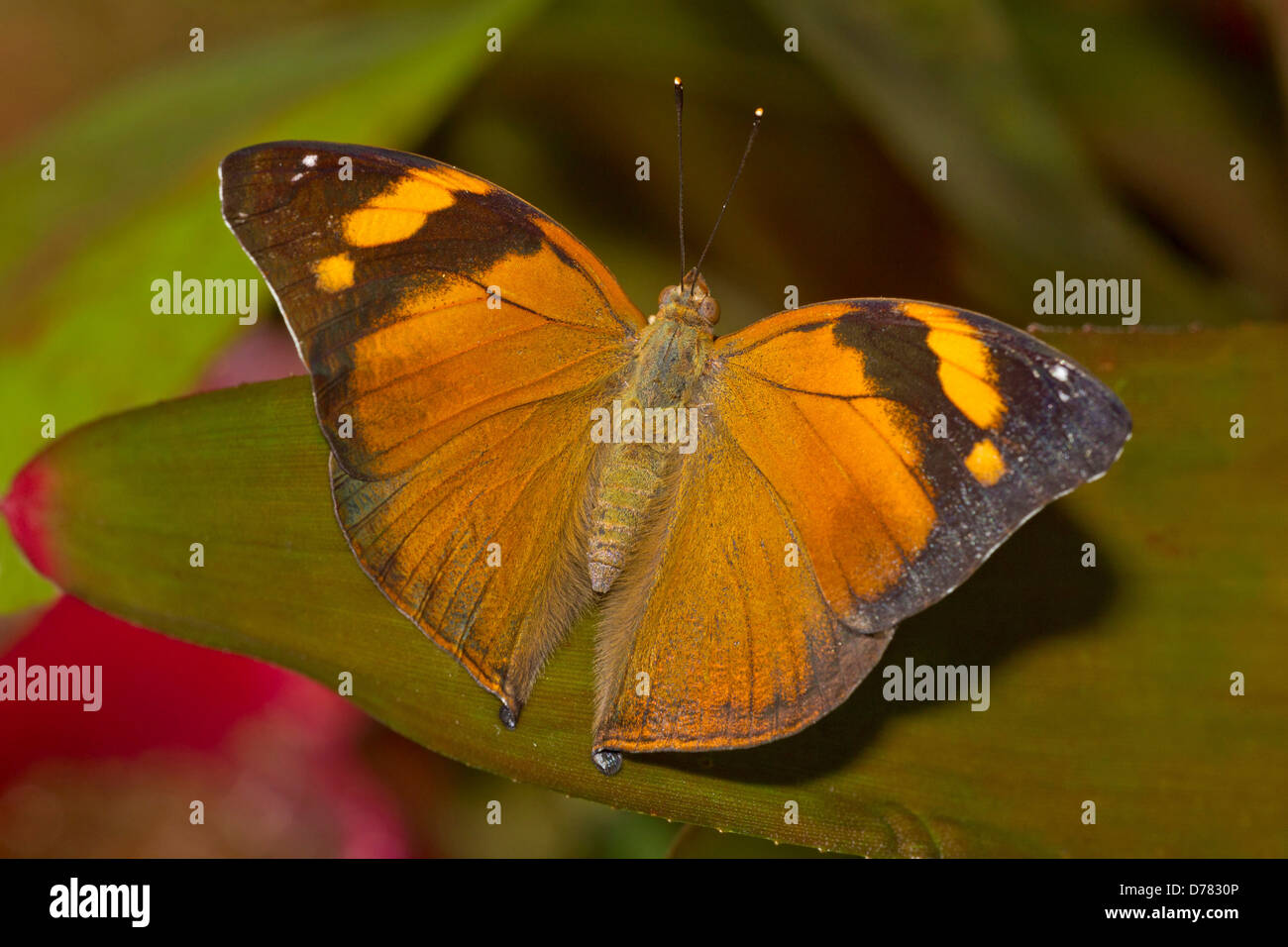 Hoja de Otoño mariposa bisaltide Doleschallia encaramado en la hoja Foto de stock