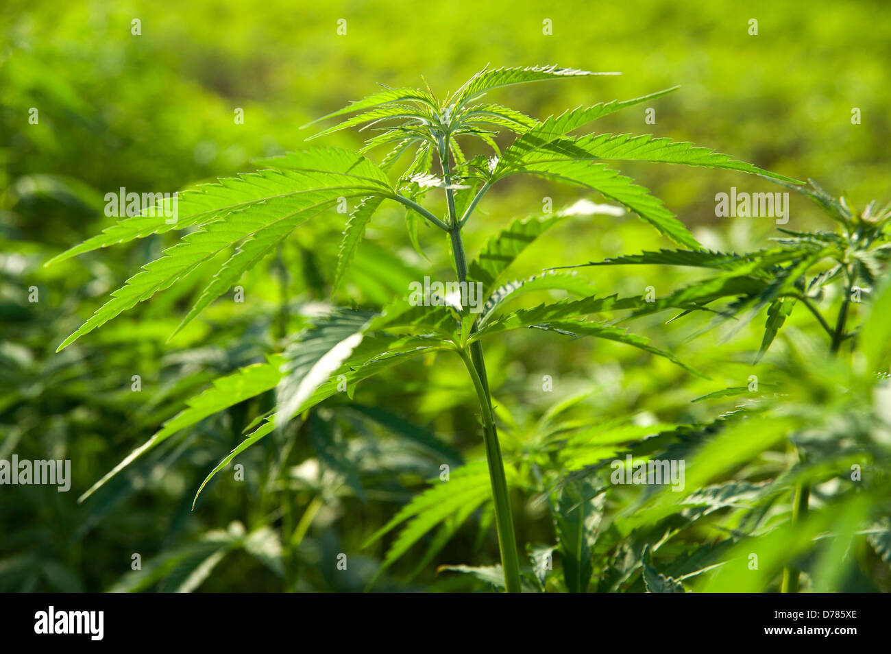 Planta de cáñamo, Cannabis sativa crece como cultivo. Foto de stock