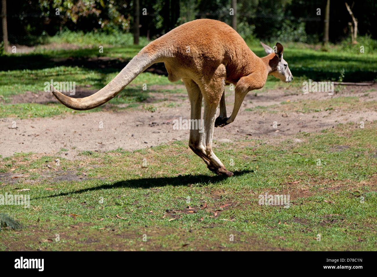 Saltos de canguro rojo alrededor en Australia Foto de stock