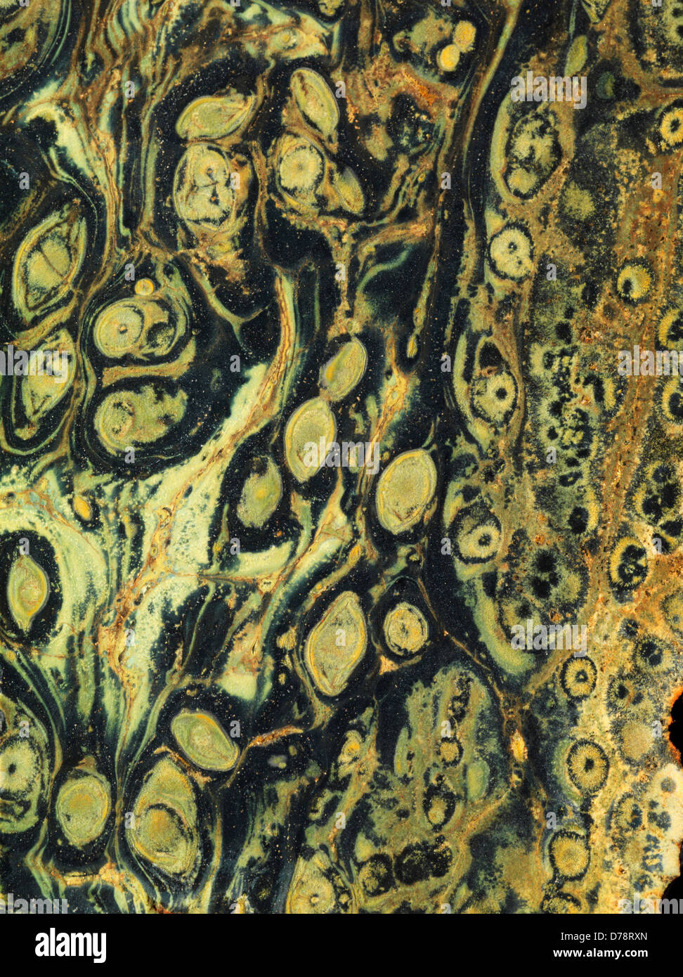Jasper Kambaba stromatolite algas fosilizadas de África. Foto de stock