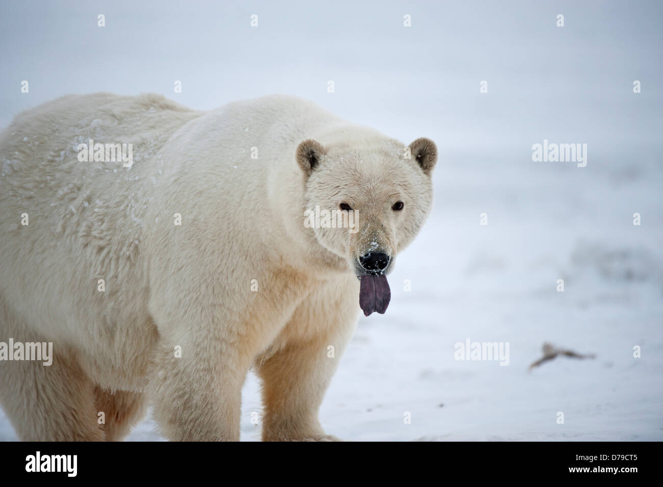 Polar bear tongue fotografías e imágenes de alta resolución - Alamy