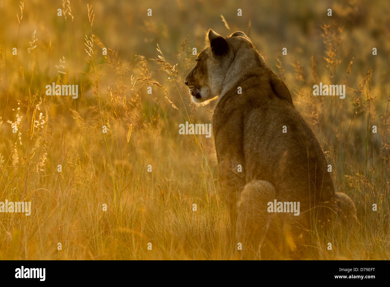 Joven león de luz dorada, Zimbabwe Foto de stock