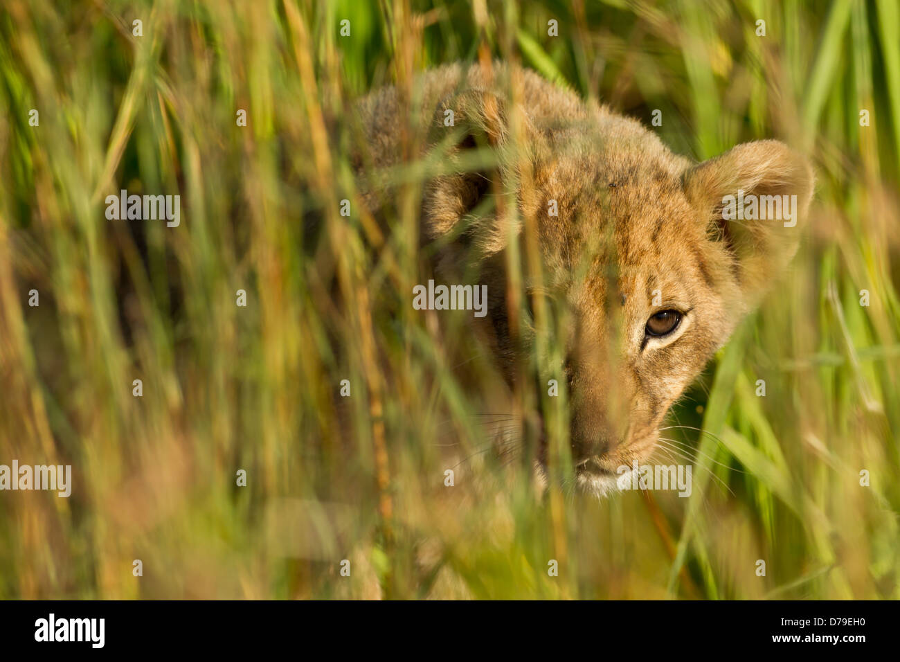 Cachorro de león al acecho en pasto largo en Zimbabwe Foto de stock