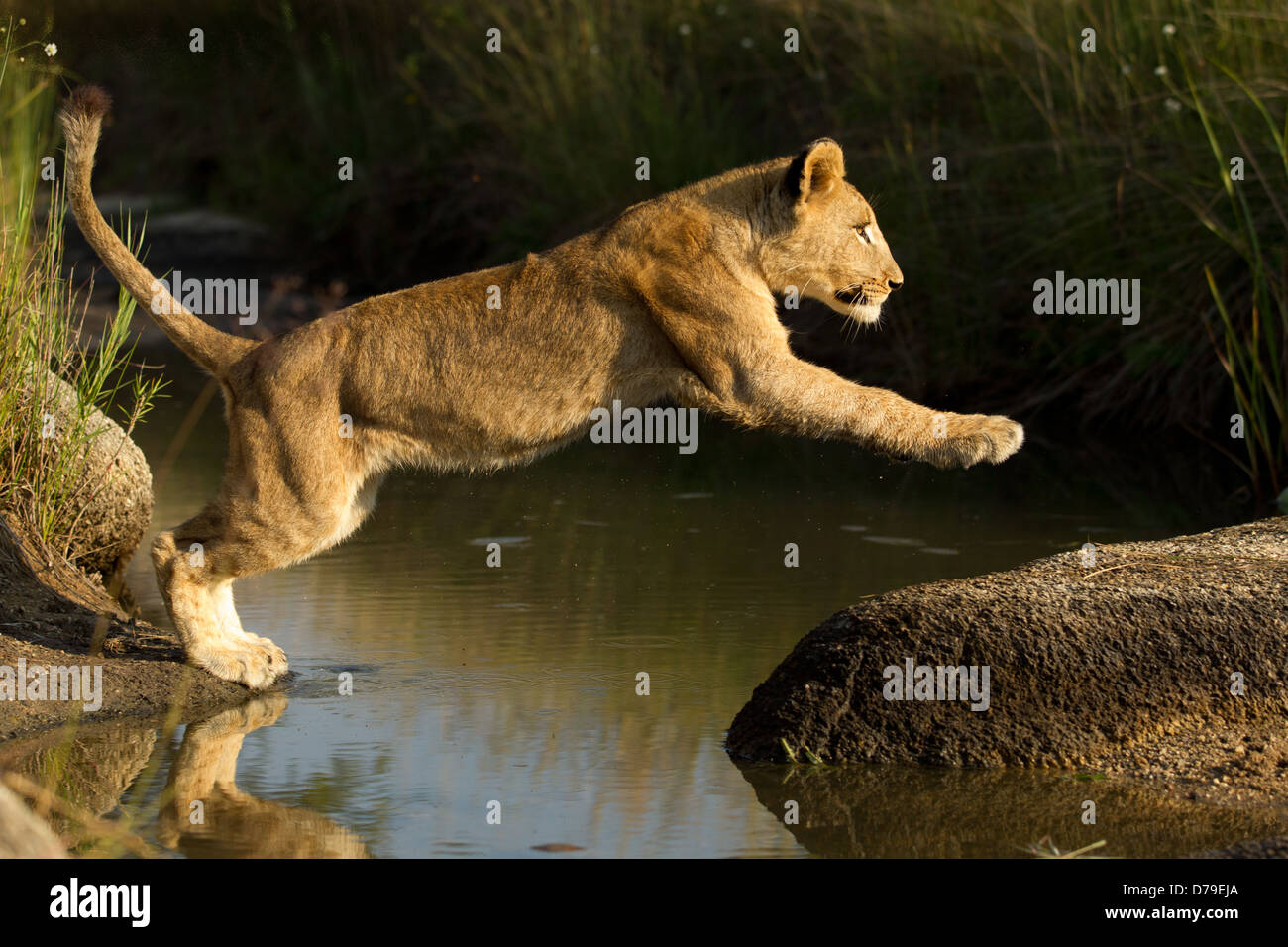 León joven saltando sobre el agua Foto de stock