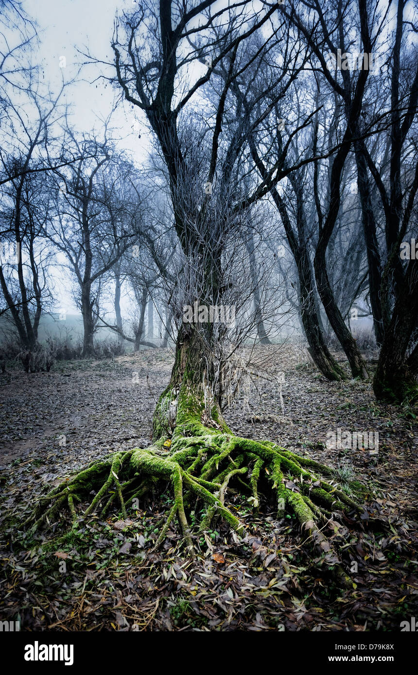 Las raíces de los árboles y niebla en el Elbufer en Kirchwerder, 4 y tierra pantanosa, Hamburgo, Alemania, Europa Foto de stock
