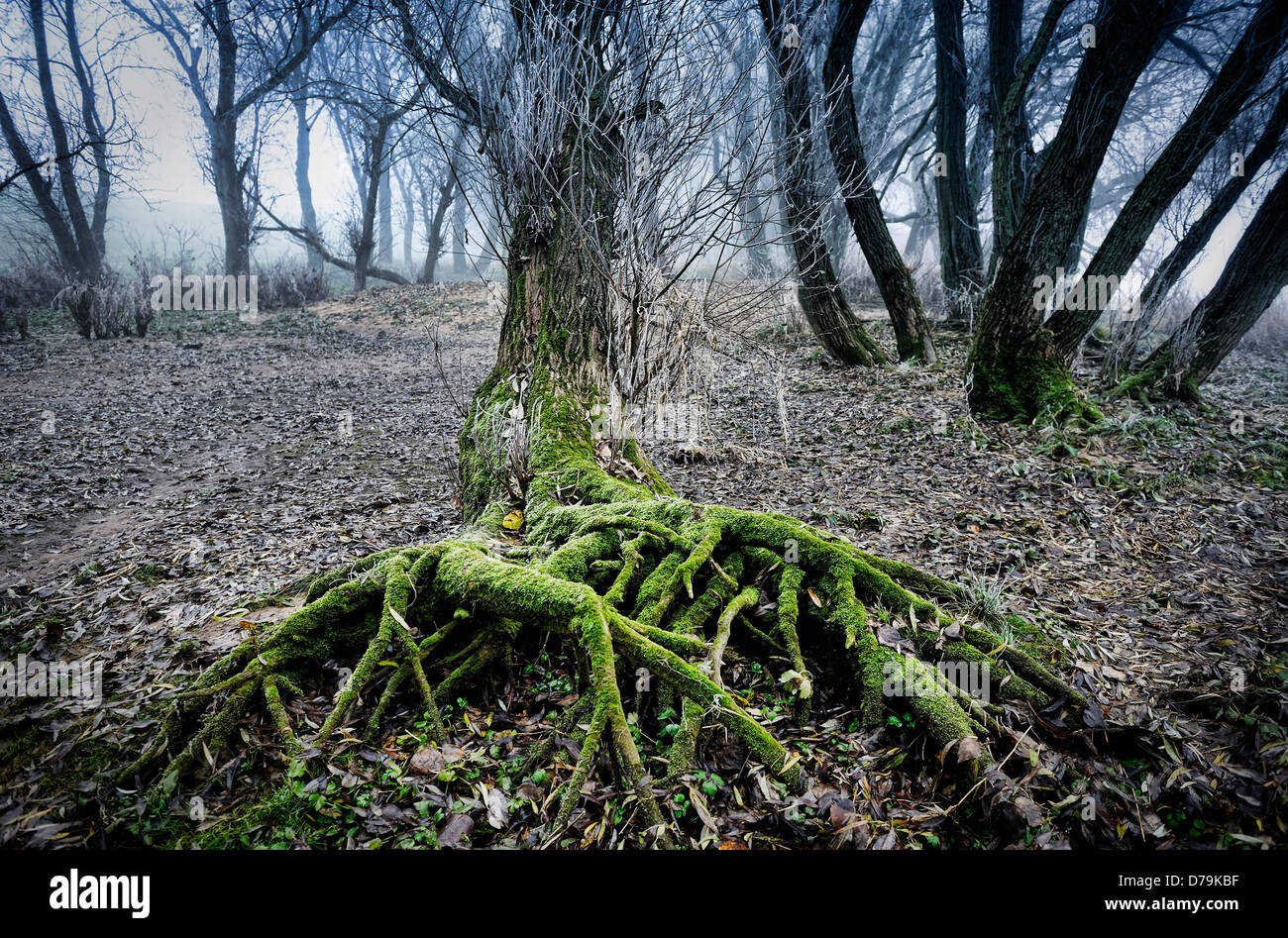 Las raíces de los árboles y niebla en el Elbufer en Kirchwerder, 4 y tierra pantanosa, Hamburgo, Alemania, Europa Foto de stock