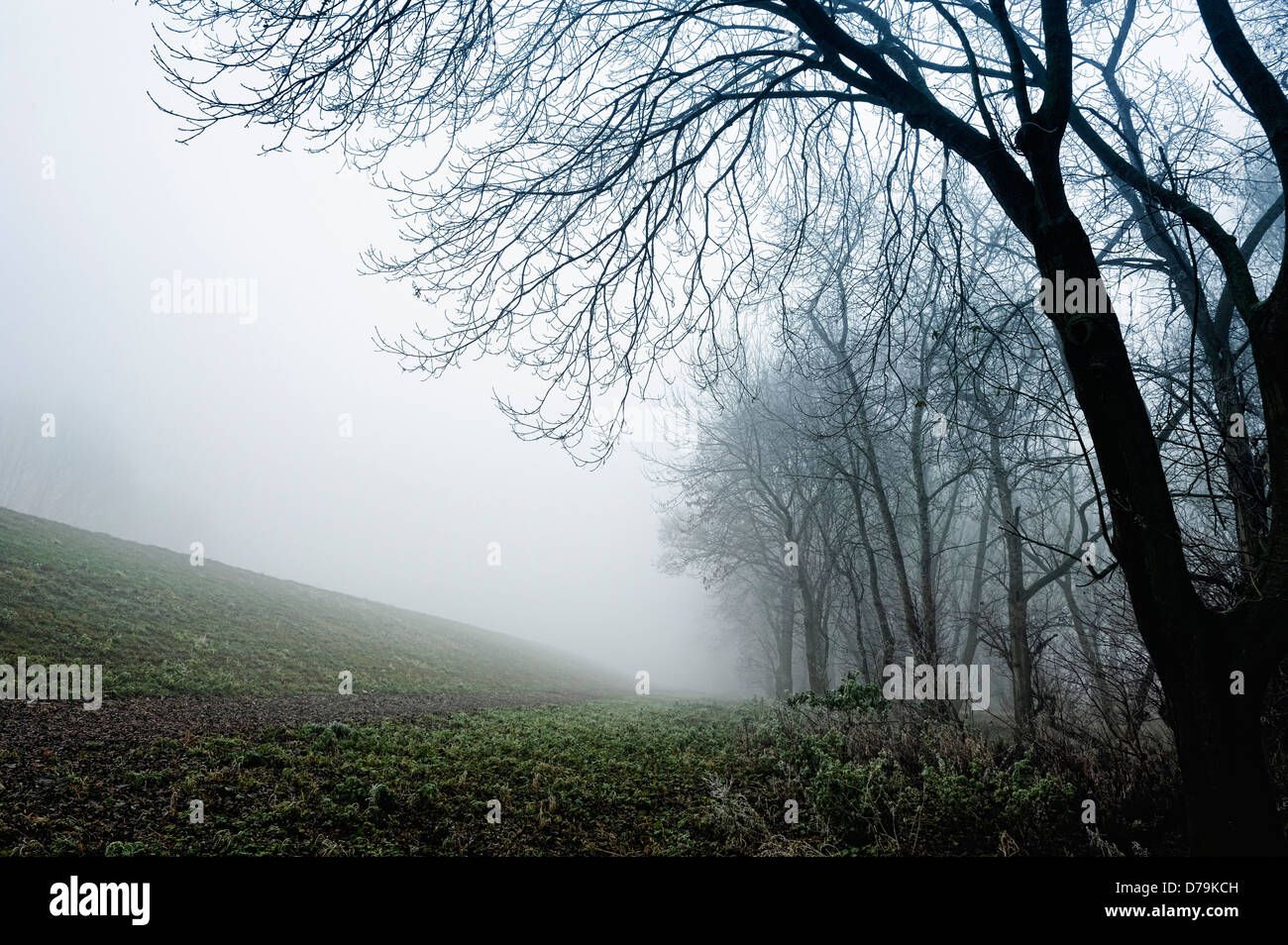 En la niebla en Kirchwerder Elbufer, 4 y tierra pantanosa, Hamburgo, Alemania, Europa Foto de stock