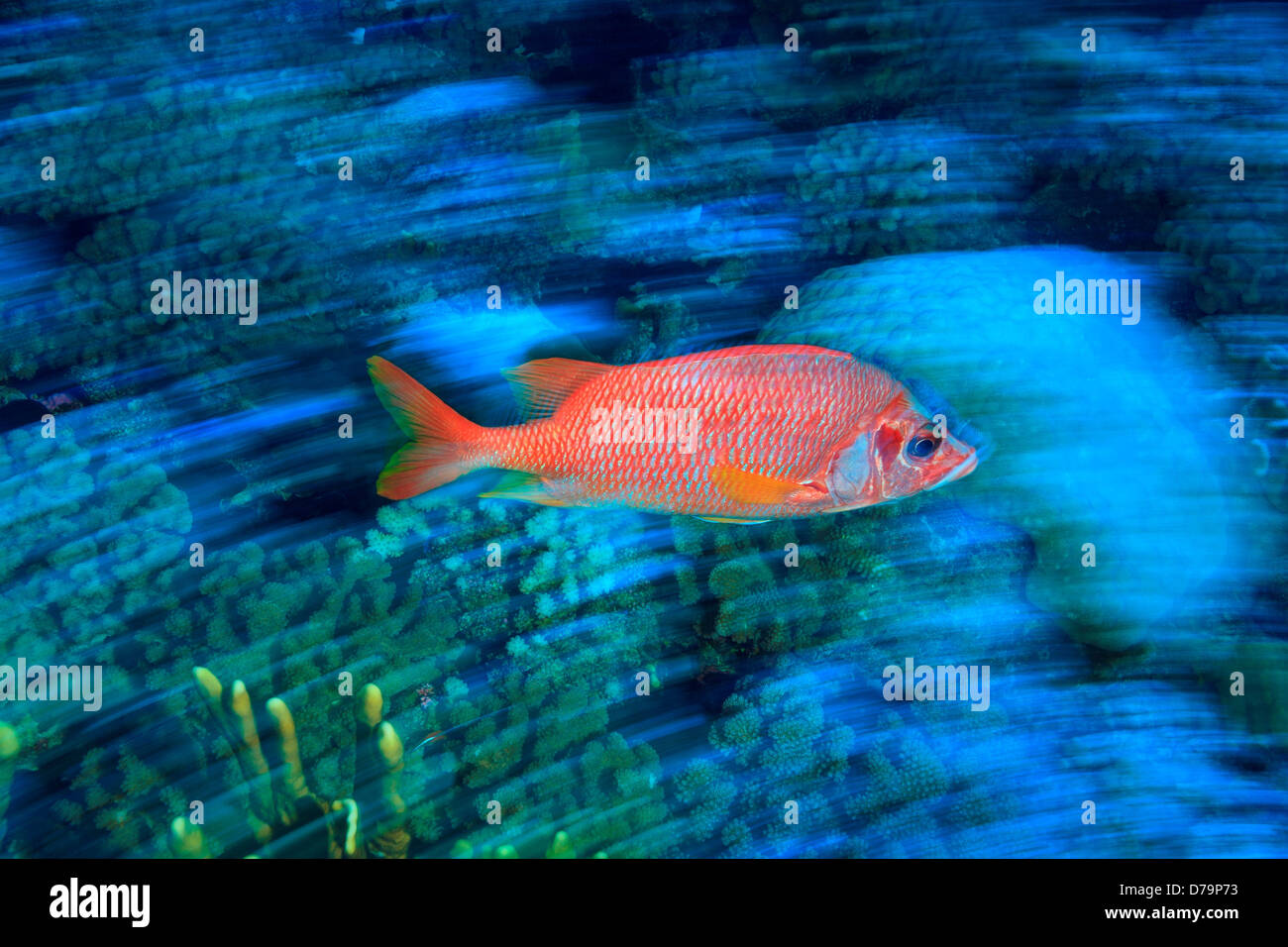 Sabre Squirrelfish Sargocntron spiniferum Fakarava Isla Tuamotus Grupo Pacífico Sur Polinesia Francesa Foto de stock