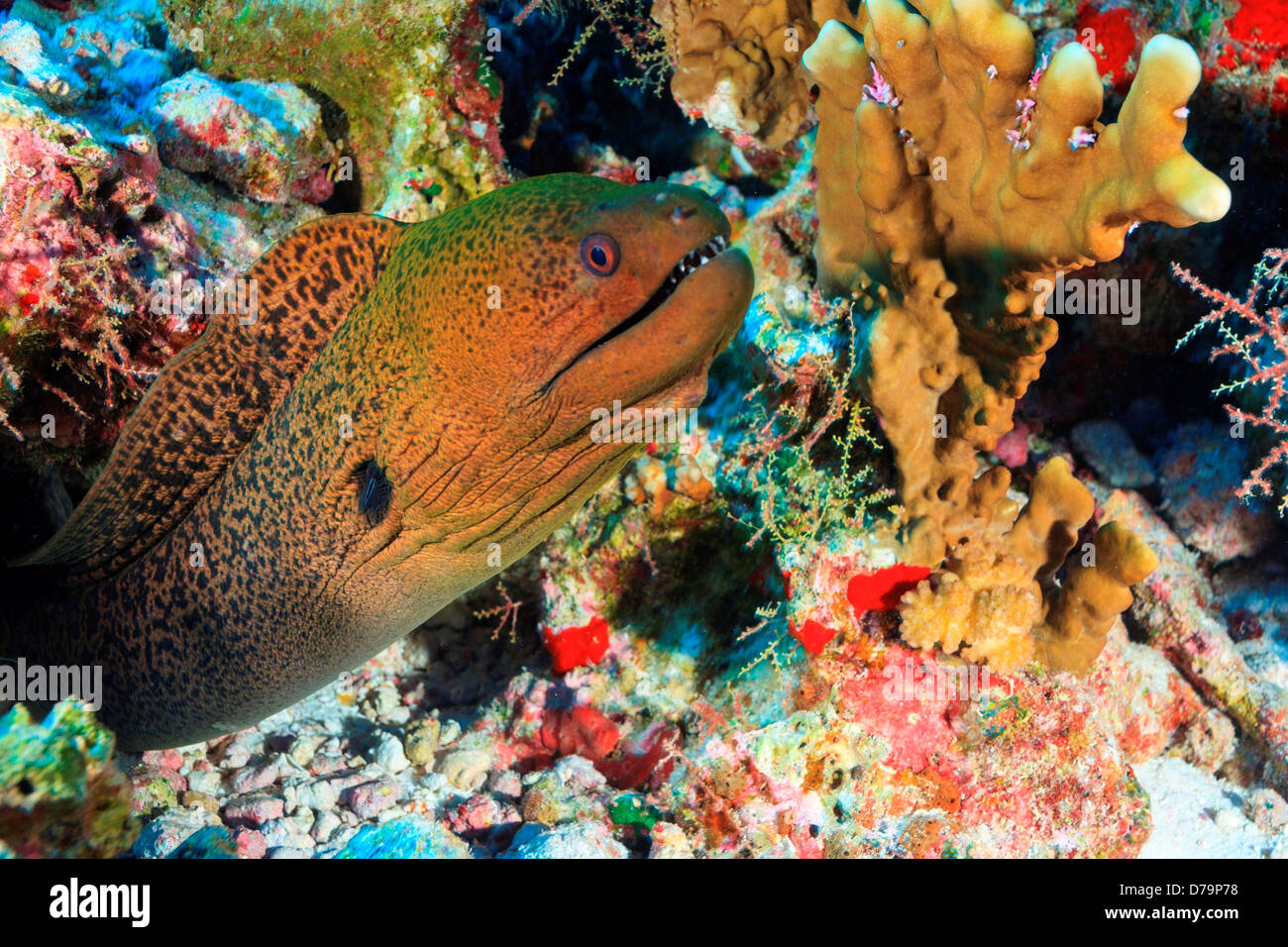 Anguila Morena Verde Gymnothorax sp. Isla de Fakarava Tuamotus Grupo Pacífico Sur Polinesia Francesa Foto de stock