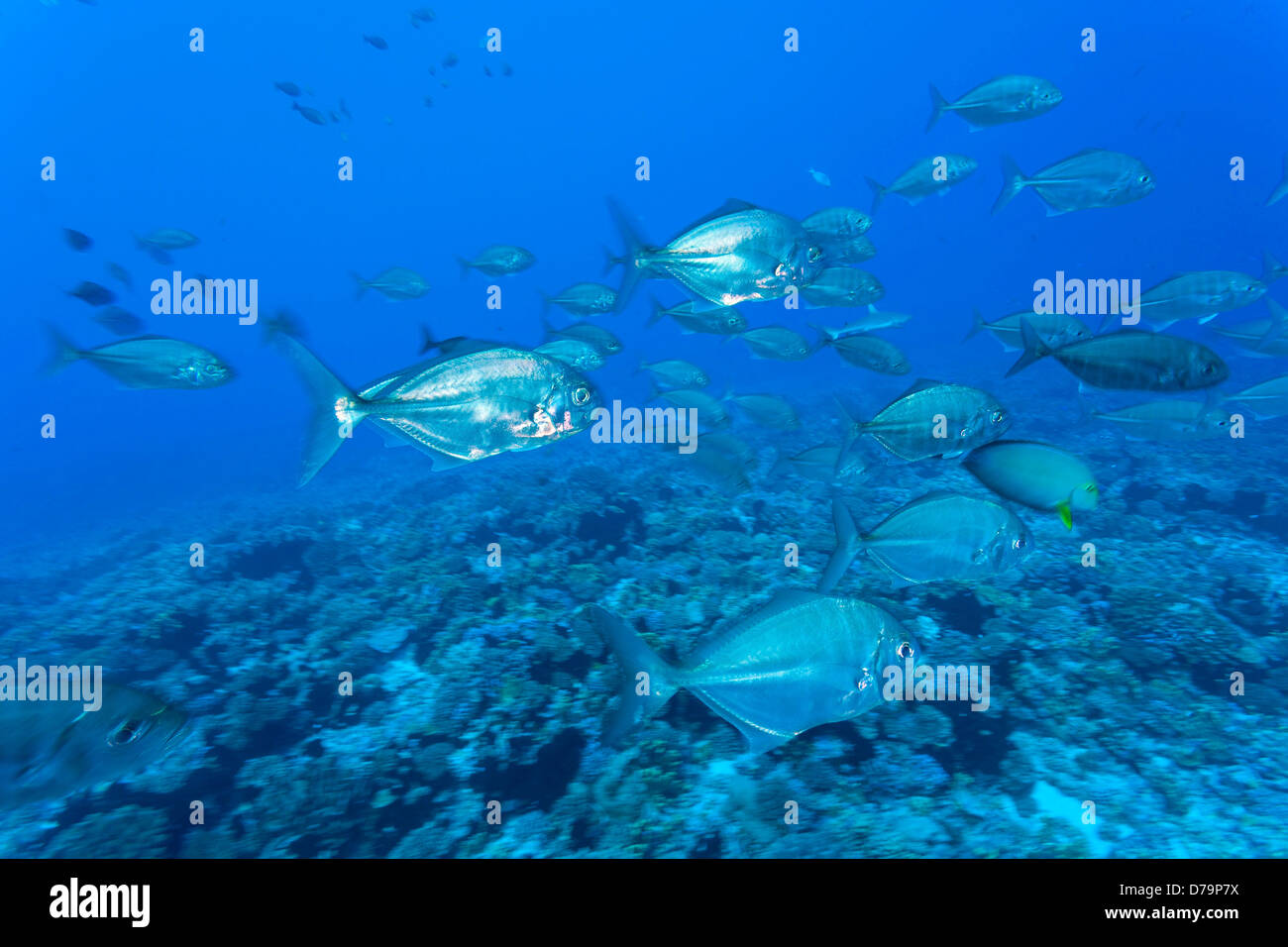 Escolaridad Trevally Jotas Carangoides sp Fakarava Isla Tuamotus Grupo Sur Polinesia Francesa Isla PacificFakarava Tuamotus Foto de stock