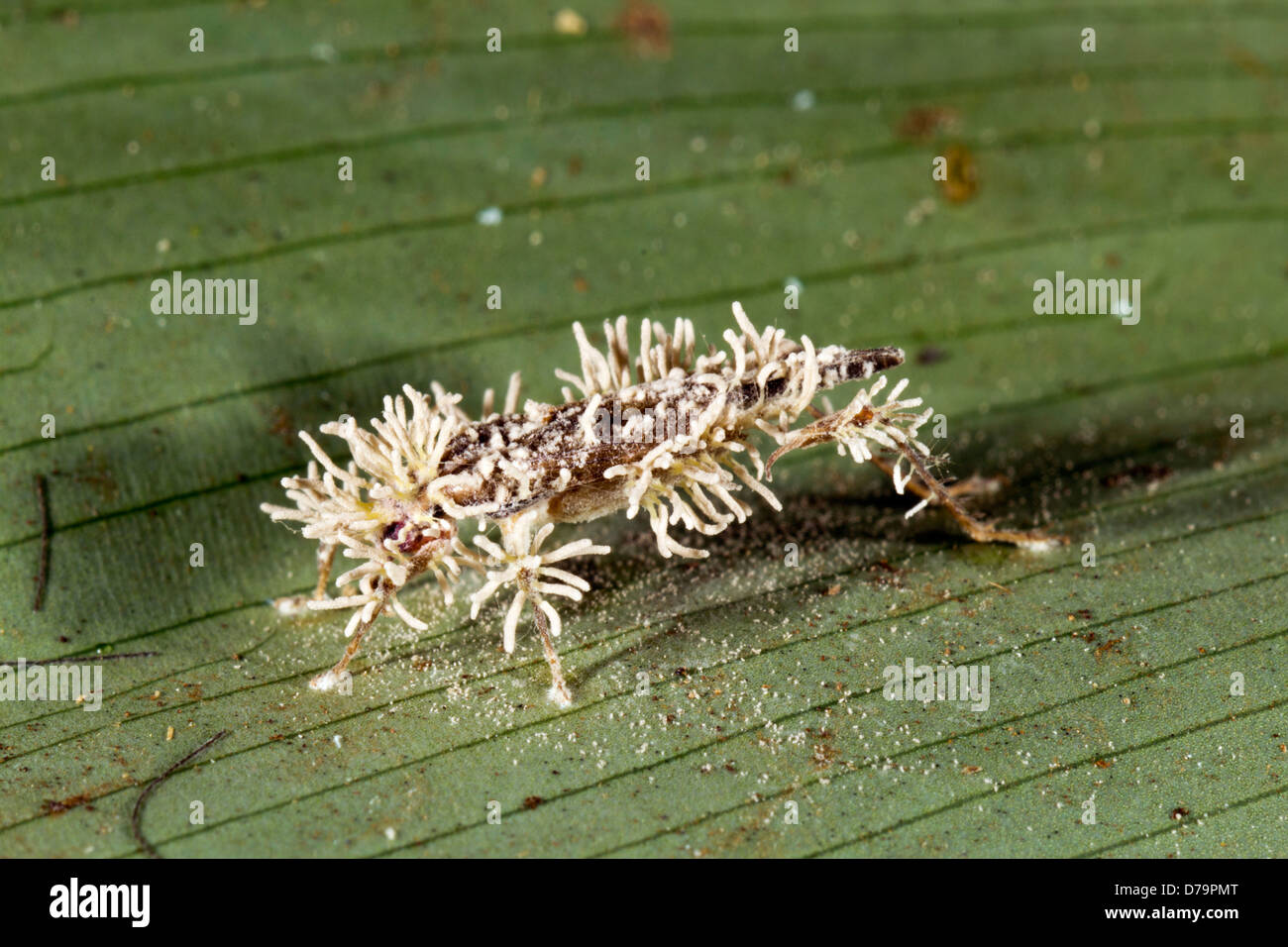Cricket infectado con un hongo Cordyceps en la selva, Ecuador Foto de stock
